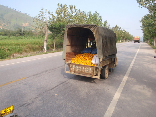 Mandarin Oranges or Persimmons.